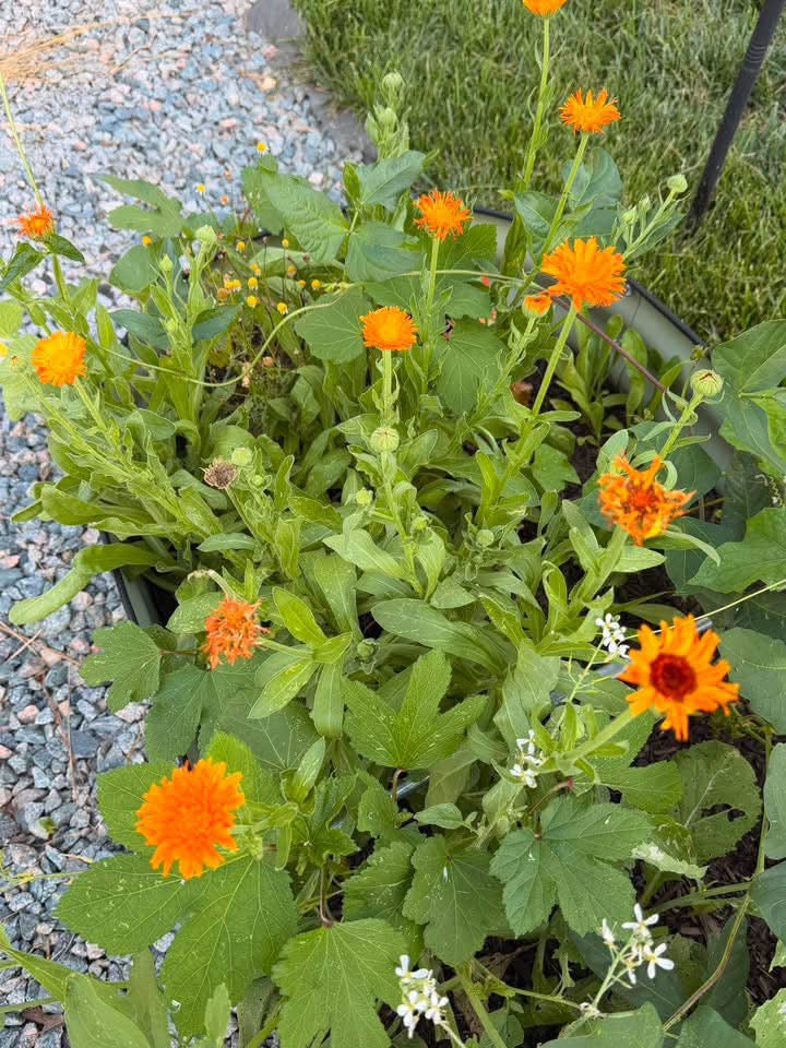 Calendula Frankincense Serum Face & Body| Youthful Radiance